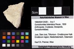 Foto (Objket + Etiketten) von Goniodromites bidentatus (Reuss, 1859) 